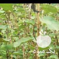 فروش نهال کیوی دوساله هایوارد طلایی در تهران در گروه خرید فروش نهال - انواع گردو پسته بادام سلطانی انگور در یکمیوه