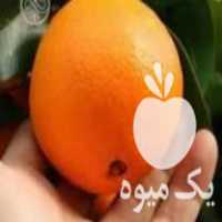 فروش نهال پرتقال تامسون ناولینا در نکا در گروه خرید فروش نهال - انواع گردو پسته بادام سلطانی انگور در یکمیوه