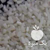 فروش لاشه برنج هاشمی در رشت در گروه خرید فروش تجهیزات گلخانه - صنعتی خانگی هوشمند دست دوم در یکمیوه