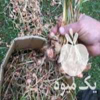 فروش پیازچه زعفران عمده ای در ماسال در گروه خرید فروش عمده زعفران - قائنات قیمت خراسان بهرامن گرم در یکمیوه