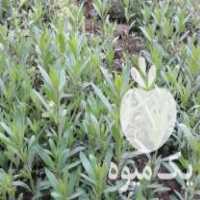 فروش نشا مریم گلی سالویا و زوفا ؛بادرنجبویه و گل مغربی و گاوزبان در بهشهر در گروه خرید فروش نشا - انواع گوجه برنج کاهو پیاز کاری فرنگی در یکمیوه