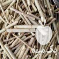 فروش نهال قلمه صنوبر ترکیه در ارومیه در گروه خرید فروش نهال - انواع گردو پسته بادام سلطانی انگور در یکمیوه