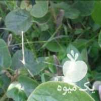 فروش نهال کیوی هایوارد طلایی  در رشت در گروه خرید فروش عمده کیوی - صادراتی مازندران تنکابن تالش در یکمیوه