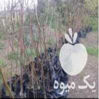فروش نهال پالونیا دوساله در بابل  در گروه خرید فروش نهال - انواع گردو پسته بادام سلطانی انگور در یکمیوه