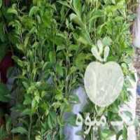 فروش انواع نهال مرکبات به شرط و تضمینی فارس جهرم در گروه خرید فروش نهال - انواع گردو پسته بادام سلطانی انگور در یکمیوه