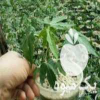 فروش نهال پاپایا در تهران در گروه خرید فروش نهال - انواع گردو پسته بادام سلطانی انگور در یکمیوه