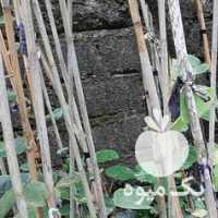 فروش نهالستان کیوی در تهران در گروه خرید فروش نهال - انواع گردو پسته بادام سلطانی انگور در یکمیوه