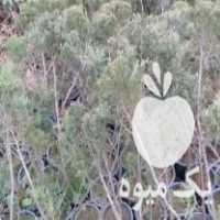 فروش گل وگیاه _کاج رونده در تنکابن در گروه خرید فروش عمده گیاهان زینتی - گرمسیری آپارتمانی باغچه آب در یکمیوه