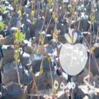 فروش نهال پستهدرخت پسته در اسفرورین در گروه خرید فروش نهال - انواع گردو پسته بادام سلطانی انگور در یکمیوه