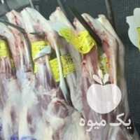 فروش توزیع گوشت گوسفند و گوساله در مشهد در گروه گاو و گوسفند و میش و بز کهره گوساله سمینتال در یکمیوه