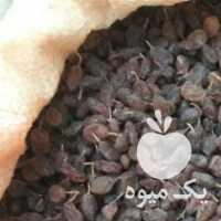 فروش کشمش آفتابی در همدان در گروه آجیل - فروش عمده محصولات در یکمیوه