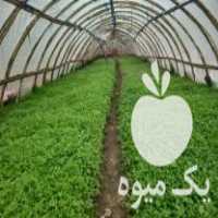 فروش انواع نهال در کلاله در گروه خرید فروش نهال - انواع گردو پسته بادام سلطانی انگور در یکمیوه