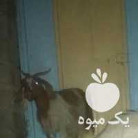 فروش گوسفند در همدان در گروه گاو و گوسفند و میش و بز کهره گوساله سمینتال در یکمیوه