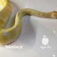 فروش خزندگان بال پيتون آلبينو در تهران در گروه خرید فروش اتصالات و تجهیزات آبیاری - شیر لوله نوار در یکمیوه