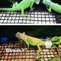فروش خزندگان سبز در تهران در گروه خرید فروش اتصالات و تجهیزات آبیاری - شیر لوله نوار در یکمیوه