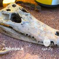 فروش وسایل وسایل خانگی حیوانات در تهران در گروه خرید فروش اتصالات و تجهیزات آبیاری - شیر لوله نوار در یکمیوه