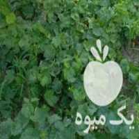 فروش ریشه انگور قرمز کشمش یکساله درجه یک در ارومیه در گروه آجیل - فروش عمده محصولات در یکمیوه