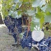 فروش نهال انگور شانی پیکامی در قزوین در گروه خرید فروش نهال - انواع گردو پسته بادام سلطانی انگور در یکمیوه