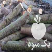 خرید انواع چوب در ساری در گروه خرید فروش عمده چوب- زغال چوب گردو تبریزی خام در یکمیوه