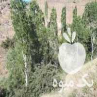 خرید انواع چوب در زنجان در گروه خرید فروش عمده چوب- زغال چوب گردو تبریزی خام در یکمیوه