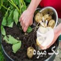 فروش سیب زمینی بزری مخصوص کشت در ازنا در گروه خرید فروش عمده سیب زمینی - زودرس دیررس آگریا اسپریت اردبیل همدان در یکمیوه
