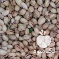 فروش پسته شکنی در قزوین در گروه پسته - کوهی شامی خام اکبری تازه کله قوچی در یکمیوه