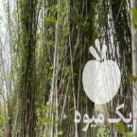 فروش نهال صنوبر تبریزی در ساری در گروه خرید فروش نهال - انواع گردو پسته بادام سلطانی انگور در یکمیوه