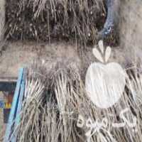 فروش نهالستان گردو برادران خوش دست در پیرانشهر در گروه خرید فروش نهال - انواع گردو پسته بادام سلطانی انگور در یکمیوه