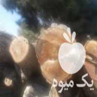 فروش چوب گردو مغز سیاه در مشهد در گروه خرید فروش عمده چوب- زغال چوب گردو تبریزی خام در یکمیوه