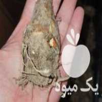 فروش پیاز گل مریم معطر در تهران در گروه خرید فروش عمده گیاهان زینتی - گرمسیری آپارتمانی باغچه آب در یکمیوه