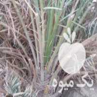 فروش پاجوش یا جونگ درخت مضافتی در کرمان  در گروه خرید فروش سایر محصولات تجهیزات کشاورزی در یکمیوه