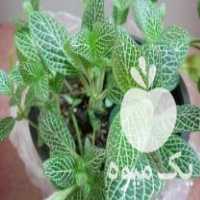 فروش گل فیتونیا ارزان در ساری در گروه خرید فروش عمده گیاهان زینتی - گرمسیری آپارتمانی باغچه آب در یکمیوه