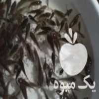 فروش انواع بچه ماهی کپور وامور در اردکان در گروه انواع ماهی - سالمون شیر کپور قرمز شوریده سفید گوپی مرکب در یکمیوه