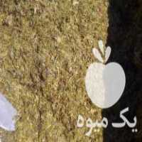 فروش عمده وجزئی سیلوی ذرت علوفه ای آماده در بندرگز در گروه خوراک دام و طیور - پرواری شیری علوفه یونجه در یکمیوه