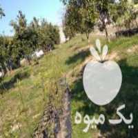 فروش نهال سیترنج در نشتارود در گروه خرید فروش نهال - انواع گردو پسته بادام سلطانی انگور در یکمیوه