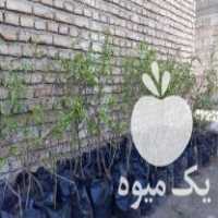 آگهی مشابه فروش نهال شلیل سایکینگ 2 ساله در نکا در گروه خرید فروش نهال - انواع گردو پسته بادام سلطانی انگور در یکمیوه