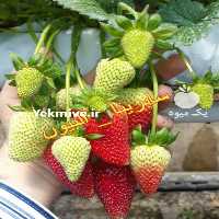 فروش رانر توت فرنگی سابرینا _ آلبیون در تهران در گروه خرید فروش نشا - انواع گوجه برنج کاهو پیاز کاری فرنگی در یکمیوه