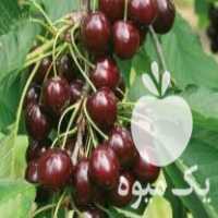 فروش نهال درخت آلبالو مجارستانی پیوندی در بهمن در گروه خرید فروش نهال - انواع گردو پسته بادام سلطانی انگور در یکمیوه