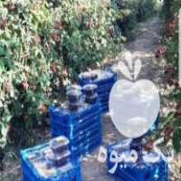 فروش نهال تمشک بدون خار اصلاح شده در رشت در گروه خرید فروش نهال - انواع گردو پسته بادام سلطانی انگور در یکمیوه