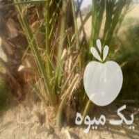 فروش فسیل خرما نهال و پاجوش خرما در کهنوج در گروه خرید فروش نهال - انواع گردو پسته بادام سلطانی انگور در یکمیوه