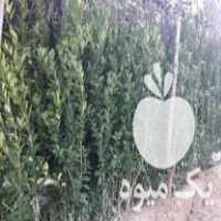 فروش نهال نارنج شیرازی در تهران در گروه خرید فروش نهال - انواع گردو پسته بادام سلطانی انگور در یکمیوه