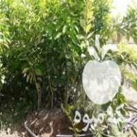 فروش انواع نهال مرکبات پاجوش خرما با 30 درصد تخفیف در جبالبارز در گروه خرید فروش نهال - انواع گردو پسته بادام سلطانی انگور در یکمیوه