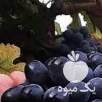 فروش نهال انگور گلدانی در ارقام مختلف در قزوین در گروه خرید فروش نهال - انواع گردو پسته بادام سلطانی انگور در یکمیوه