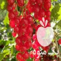 فروش نهال انگور فرنگی در تبریز در گروه خرید فروش نهال - انواع گردو پسته بادام سلطانی انگور در یکمیوه