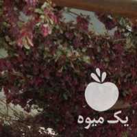 فروش زرشک پاک کرده در بیرجند در گروه خرید فروش عمده ازگیل و تمشک و زرشک - ژاپنی فروش مستقیم در یکمیوه