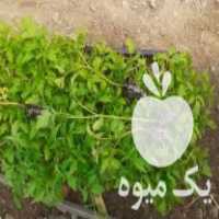 فروش نشا نانهمز با کیفیت عالی و تضمینی در آب بر در گروه خرید فروش نشا - انواع گوجه برنج کاهو پیاز کاری فرنگی در یکمیوه
