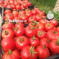 فروش بذر گوجه فرنگی رنجر در اردبیل در گروه خرید فروش بذر - انواع محصول کشاورزی گوجه کتان میوه درخت در یکمیوه