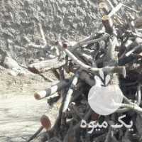 فروش هیزم پسته برش خورده در سیرجان در گروه پسته - کوهی شامی خام اکبری تازه کله قوچی در یکمیوه