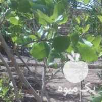 فروش پیوندک پسته هرس در رفسنجان در گروه پسته - کوهی شامی خام اکبری تازه کله قوچی در یکمیوه