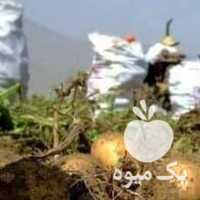 آگهی مشابه فروش سیب زمینی بذری در همدان در گروه خرید فروش عمده سیب زمینی - زودرس دیررس آگریا اسپریت اردبیل همدان در یکمیوه